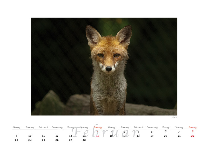 Februar - Fuchs