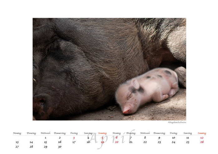 April - Hängebauchschweinchen