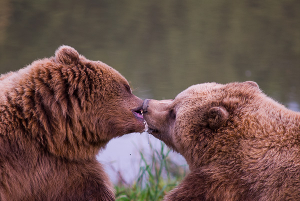 Zwei schmusende Bären.