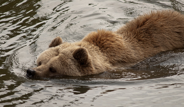 Schwimmender Bär.