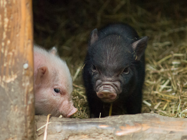 Zwei Hängebauchschweinchen schauen aus dem Stall heraus.