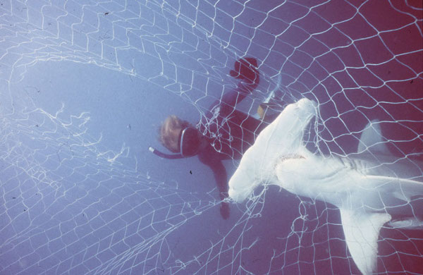Hammerhai, gefangen im Netz.