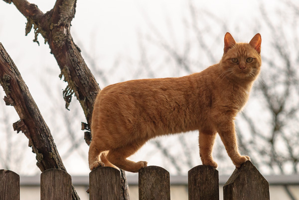 Eine Katze turnt auf dem Zaun.
