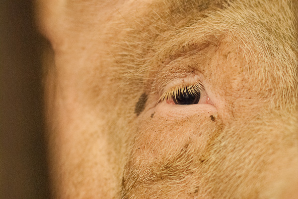 Augen-Blick mit einem Schweinchen.