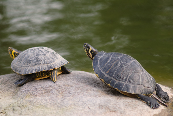 Zwei Schildkröten auf einem Stein.