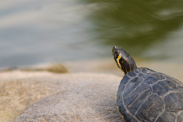 Schildkröte sitzt auf einem Stein und schaut auf's Wasser.