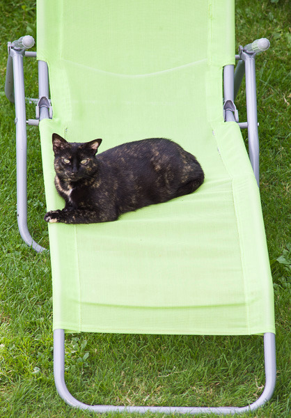 Katze Schecki auf unserem Liegestuhl