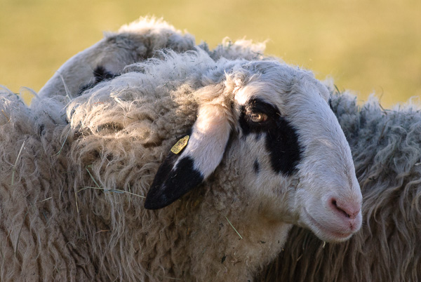 Zwei Schafe.