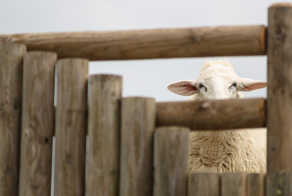 Schaf mit Durch-Blick.